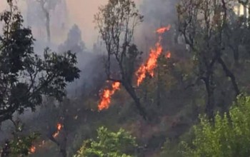 बैतडीका आधाभन्दा बढी सामुदायिक वनमा आगलागि